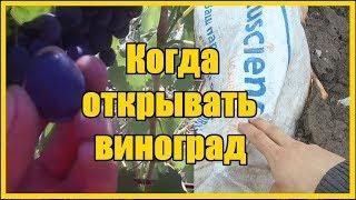 Выращивание винограда  Пора открывать  виноград 2019  Когда открывать виноград после зимы