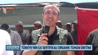 Türkiyenin ilk sertifikalı organik tohum üretimi