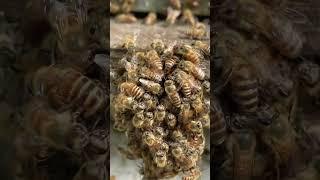 Hot Defensive Bee Ball vs Giant Hornet