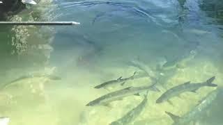 Tarpon Feeding at Bud & Marys