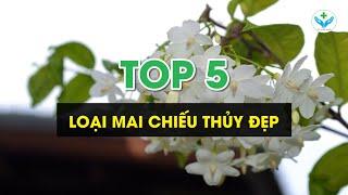 Top 5 loại Hoa Mai Chiếu Thủy đẹp┃Nông Sản ND