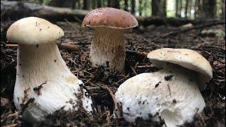 Белые грибы растут ПОЛЯНАМИ