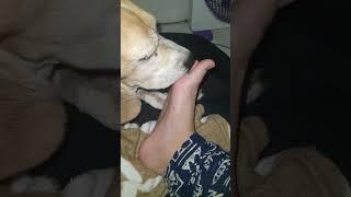 sleepy dog licks my foot