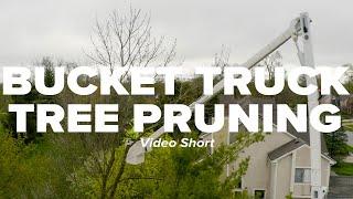 Bucket Truck Tree Pruning Short