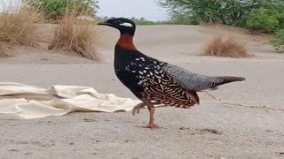 Kala Teetar Ki Awaz Kala Teetar Awaaz  Teetar Voice  Black Francolin Sound 50 Minutes