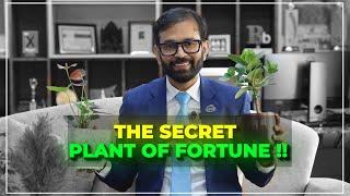 The Secret to a Happier More Productive Office? Plants