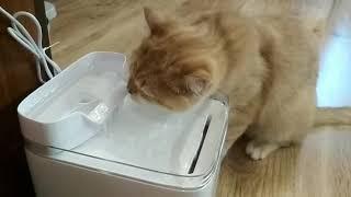 Кот пьёт из питьевого  фонтана