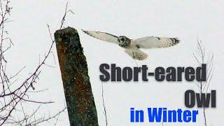 Болотная сова зимой в снегопад  Short-eared Owl in Winter