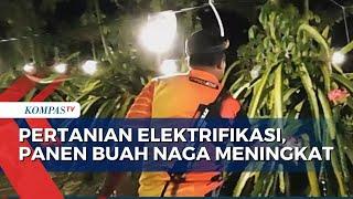 Pertanian Elektrifikasi Dongkrak Produktivitas Pertanian Petani Buah Naga Raih Omzet Berlipat