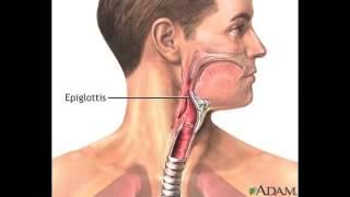 جامعة الباحة  د.محمد بن عبدالله آل قمبر يشرح المستدمية النزلية Haemophilus influenzae