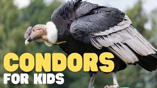 Condors for Kids  Learn cool facts about this incredible bird