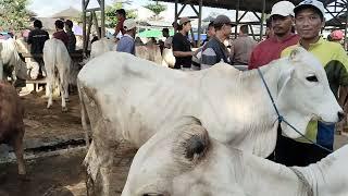 Update Harga Sapi Jantan Bakalan Jenis Jawa‼️Pasar Siyonoharjo Gunungkidul‼️@dunialembu