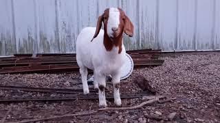 100% purebred registered Boer goat for sale