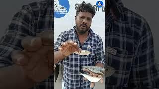 ஒரிஜினல் மத்தி மீன் மற்றும் அதன் வகைகள்   Sardine fish varities