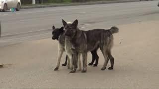 В Ухте возобновился отлов бродячих собак