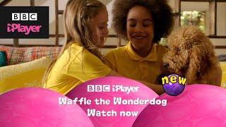 Waffle the Wonder Dog  Streaming Now on BBC iPlayer  Cbeebies