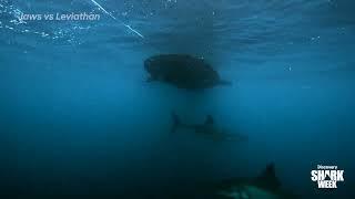 Testing Ancient Great White Sharks vs the Ancient Leviathan  Jaws vs Leviathan  Shark Week