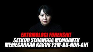 SERANGGA SEBAGAI SAKSINYA️- ENTOMOLOGI FORENSIK