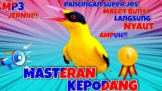 Suara Pancingan Dan Masteran Kepodang Emas Macet BunyiMalas Bunyi Ampuh MP3#masterankepodangemas