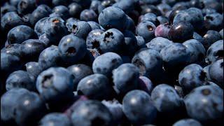 Dr. Joe Schwarcz Do blueberries improve night vision?