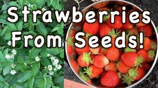 Growing Strawberries From Seeds Is It Really Worth The Effort?