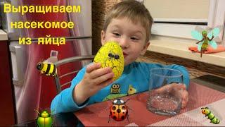 Насекомое   из яйца. Игрушка из Фикс Прайс в деле