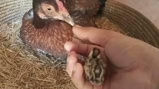 Hen and chicks  #birdslover #tetar #partridge #viral #trending