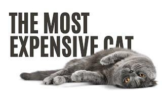 Top 15 Purrfectly Priced Felines The Most Expensive Cat Breeds You Can Buy