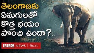 Elephants in Telangana తెలంగాణలో అడవి ఏనుగులుండవు. కానీ ఇకపై ఆ ప్రమాదం ఎదురయ్యే ఛాన్స్ కనిపిస్తోంది