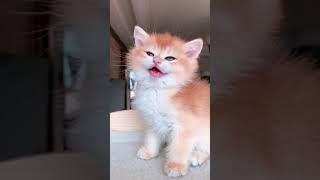 Meow Do You Miss Me? Cute Kitten  Cute Cat