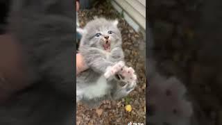 Cute Angry Kitten 