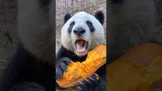 panda eating pumpkin