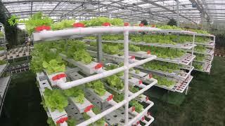 Hydroponic PVC Nft Channel Greenhouse Grow System