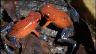 The Poison Arrow Frog