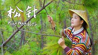 Lets make a pine needle feast in spring when new leaves and pine scent fill the air【滇西小哥】