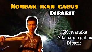 nombak ikan gabus dan belut diparit part 6