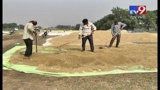 Unseasonal rain damages crops Moraiya farmers worried  Ahmedabad