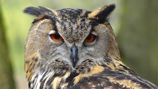 Owl Sound  Owls Sound Effects  Owl Calls  Uhu Owl Noises  Nature Sounds  No Music