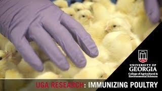 Immunizing Poultry  Brian Jordan