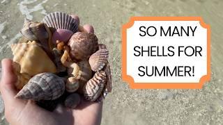 Better than summer shelling My favorite place to find seashells was so good to me