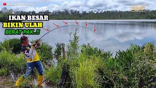 Mancing Ikan Besar Umpan Daging Ayam Gak Usah Nunggu Lama Langsung Disambar