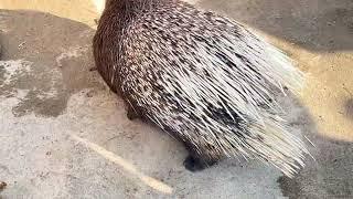 Hedgehog  تشی. خارپشت یا جوجه تیغی