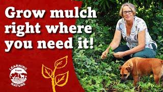 Stop BUYING Mulch - Grow Living Mulch Instead