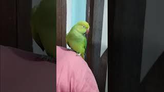 Parrot talking mithu#shorts