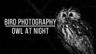 FIRST ATTEMPT at NIGHT PHOTOGRAPHY  Bird photography Nikon Z6 Owl photography