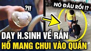 Đang DẠY HỌC SINH phân biệt rắn độc giáo viên bị hổ mang CHUI VÀO QUẦN  Tin 3 Phút