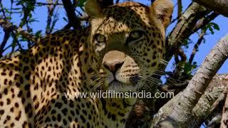 Leopard looks out for prey in the grassland below from up in a tree climbs down vertically