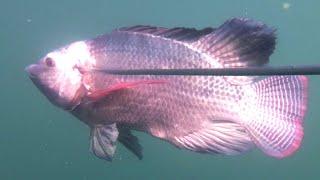 DAPAT BABON PENGHUNI SPOT PULAU SIBANDANG PULAU TERBESAR KEDUA DI DANAU TOBA. SPEARFISHING