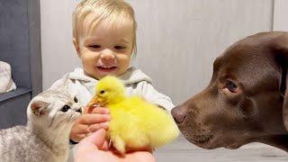 Baby Protects Ducky from Giant Retriever and Tricky Kitten