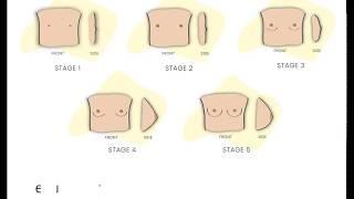 5 Stages of Breast Development  Beginner  Bras  My Adira